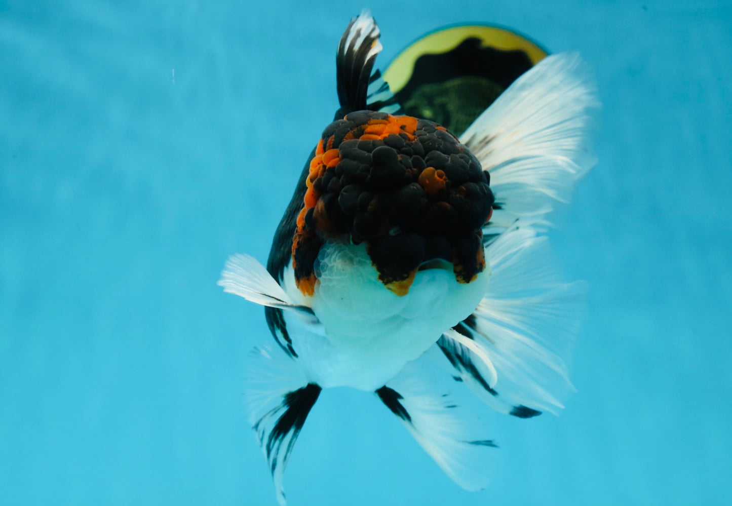 A Grade Tricolor Oranda Male 6.5 inches #060625OR_17