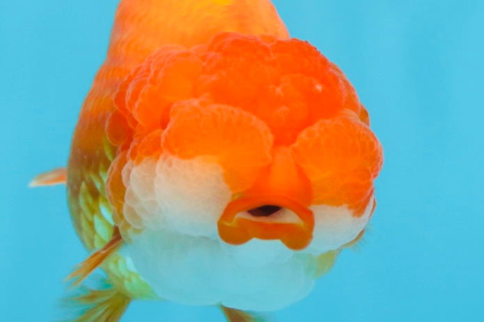 A Grade FLUFFY WEN Red White LionQueen 4.5 inches #072525LC_02