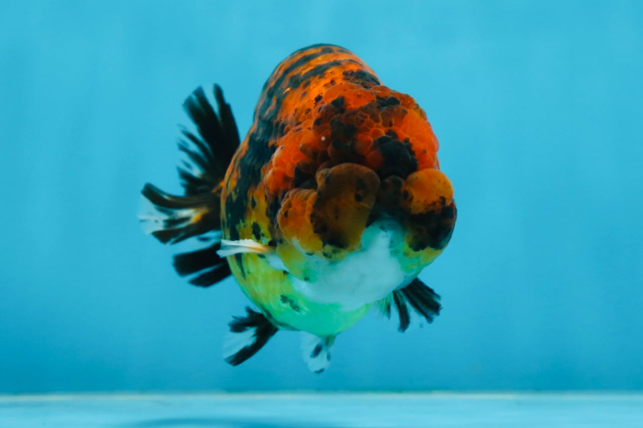 A Grade Tiger LionKing 4.5-5 inches #071125LC_03