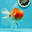 GODZILLA AAA Grade Butterfly Tail Red White Sakura Oranda Male 5.5 inches #1004OR_20