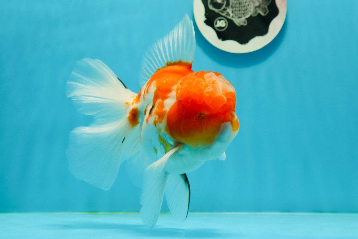 GODZILLA AAA Grade Butterfly Tail Red White Sakura Oranda Male 5.5 inches #1004OR_20