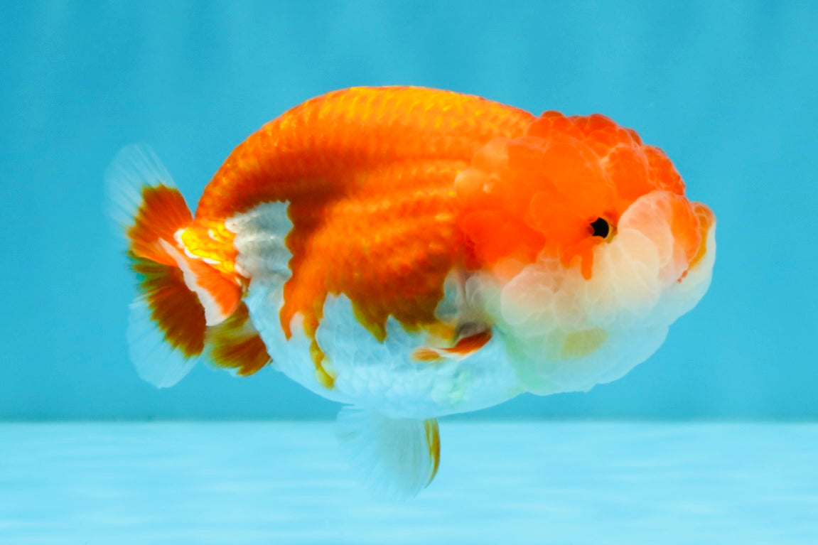 A Grade Red White LionQueen 4-4.5 inches #032726LC_14