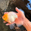 A Grade White Oranda Male 6 inches #061926OR_26
