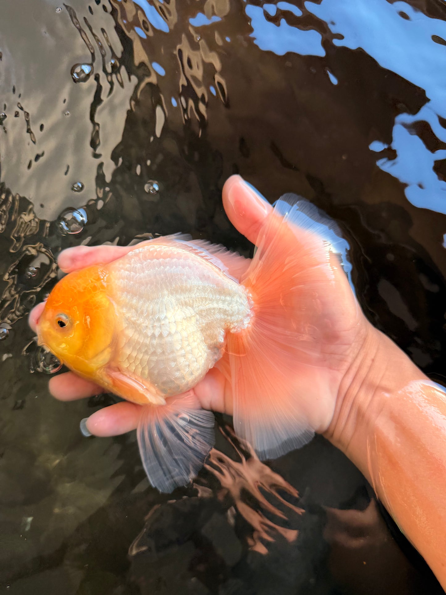 A Grade White Oranda Male 6 inches #061926OR_26