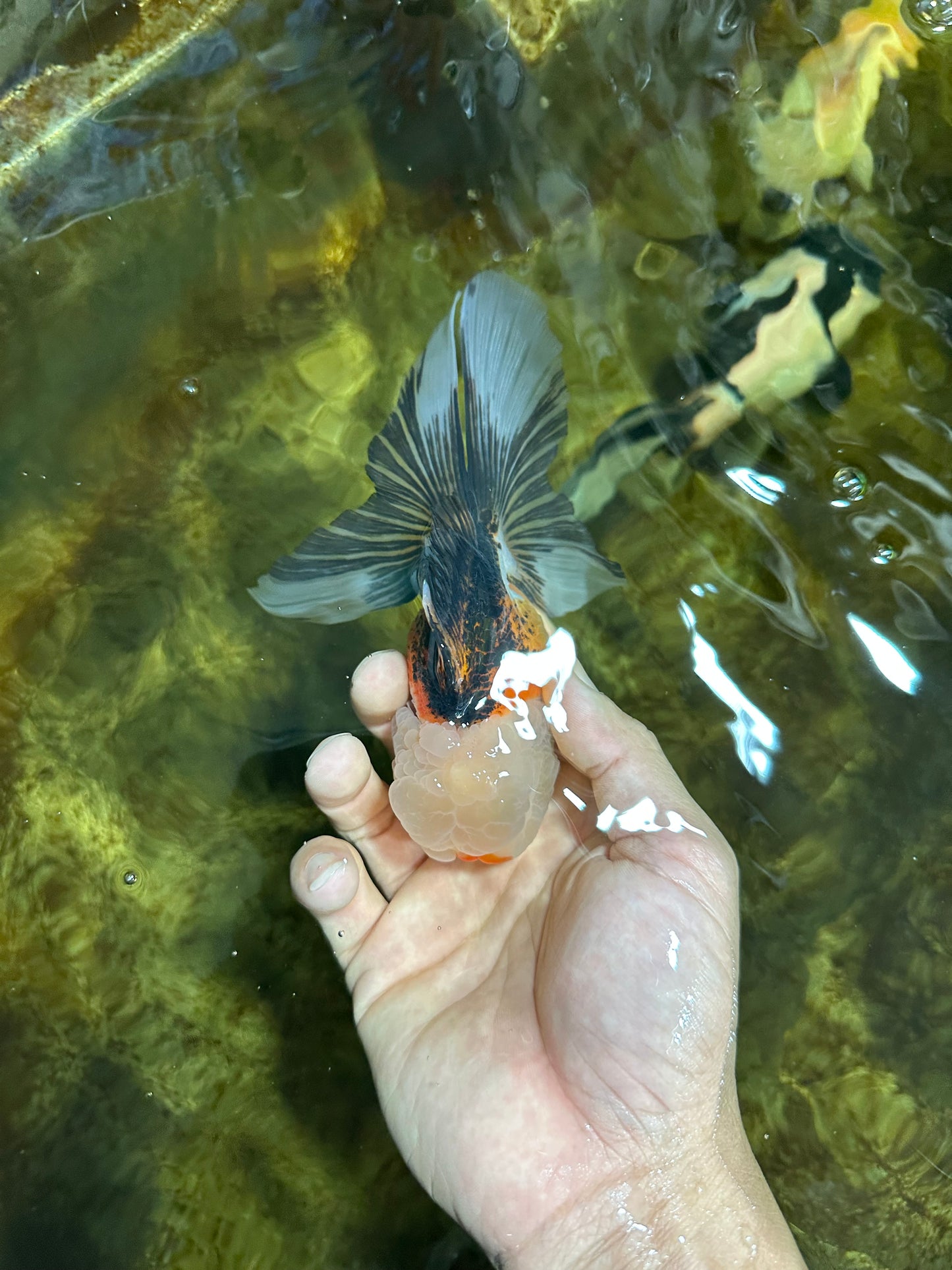 Tricolor Oranda Male 5 inches #091925OR_05