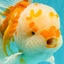 MASHMALLOW A Grade Red White Oranda Male 8 inches #090426OR_15