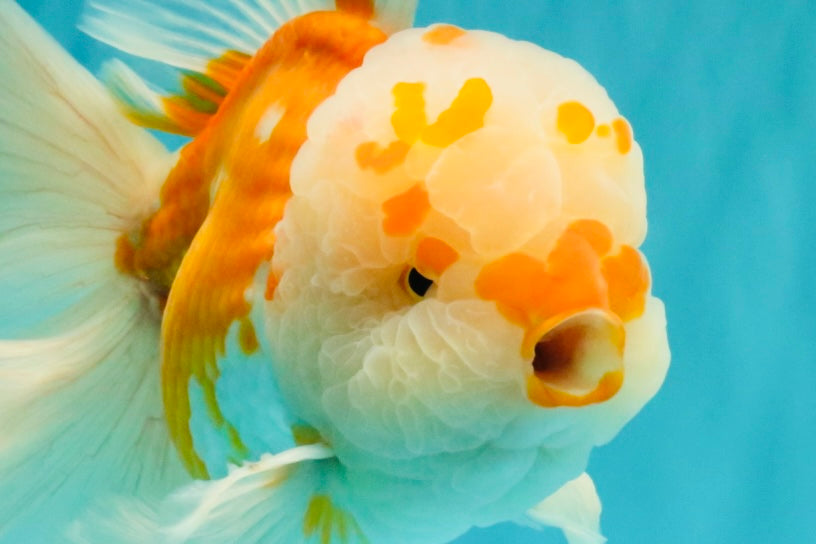 MASHMALLOW A Grade Red White Oranda Male 8 inches #090426OR_15