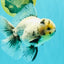AAA Grade White Marble Oranda Male 5.5 inches #070626OR_23