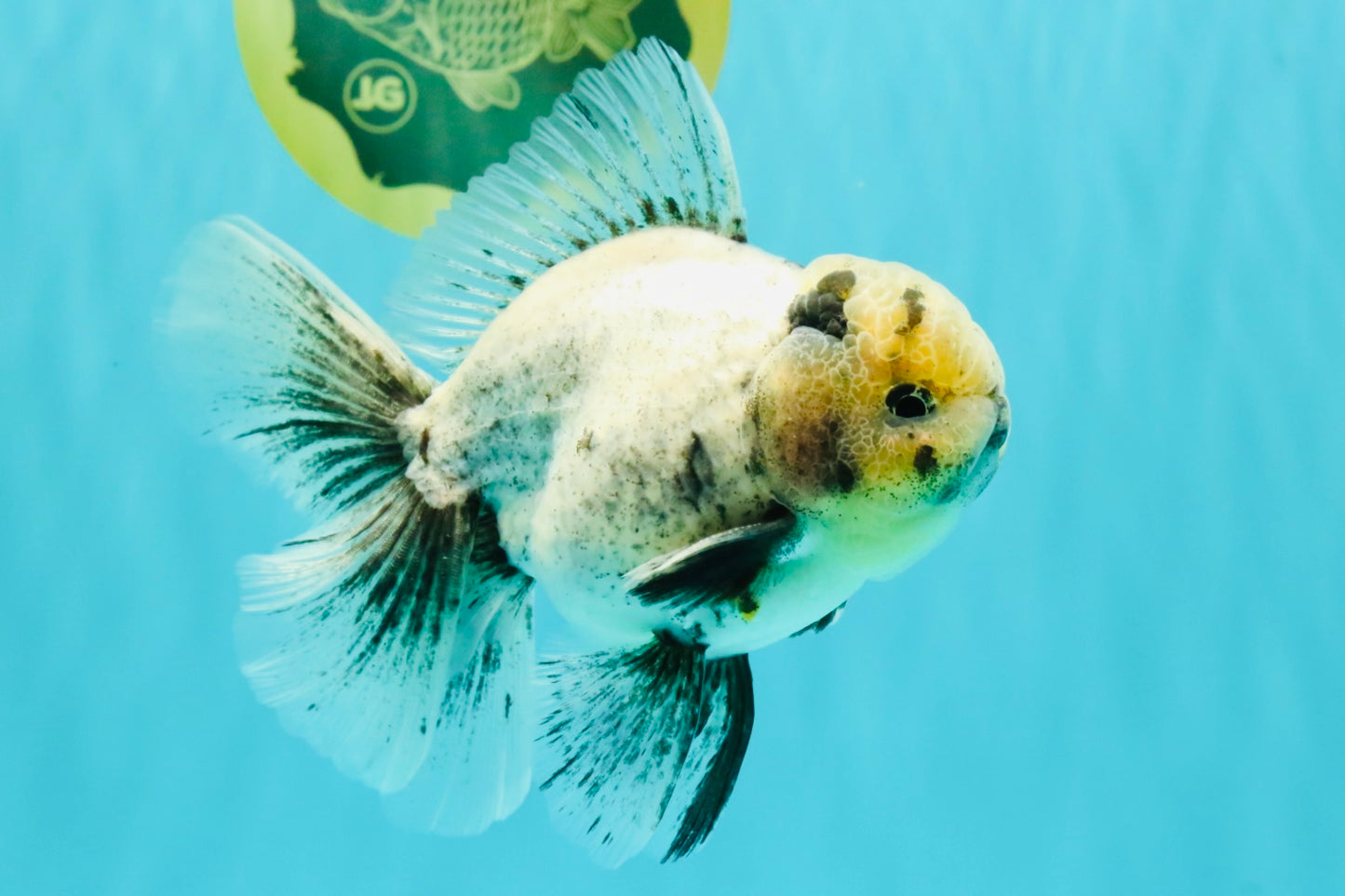 AAA Grade White Marble Oranda Male 5.5 inches #070626OR_23
