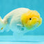 Baby Lemonhead Snow White Lionchu Female 3.5 inches #0202LC_09