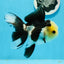 AAA Grade Panda Button Eyes Oranda Female 4.5-5 inches #0927OR_29