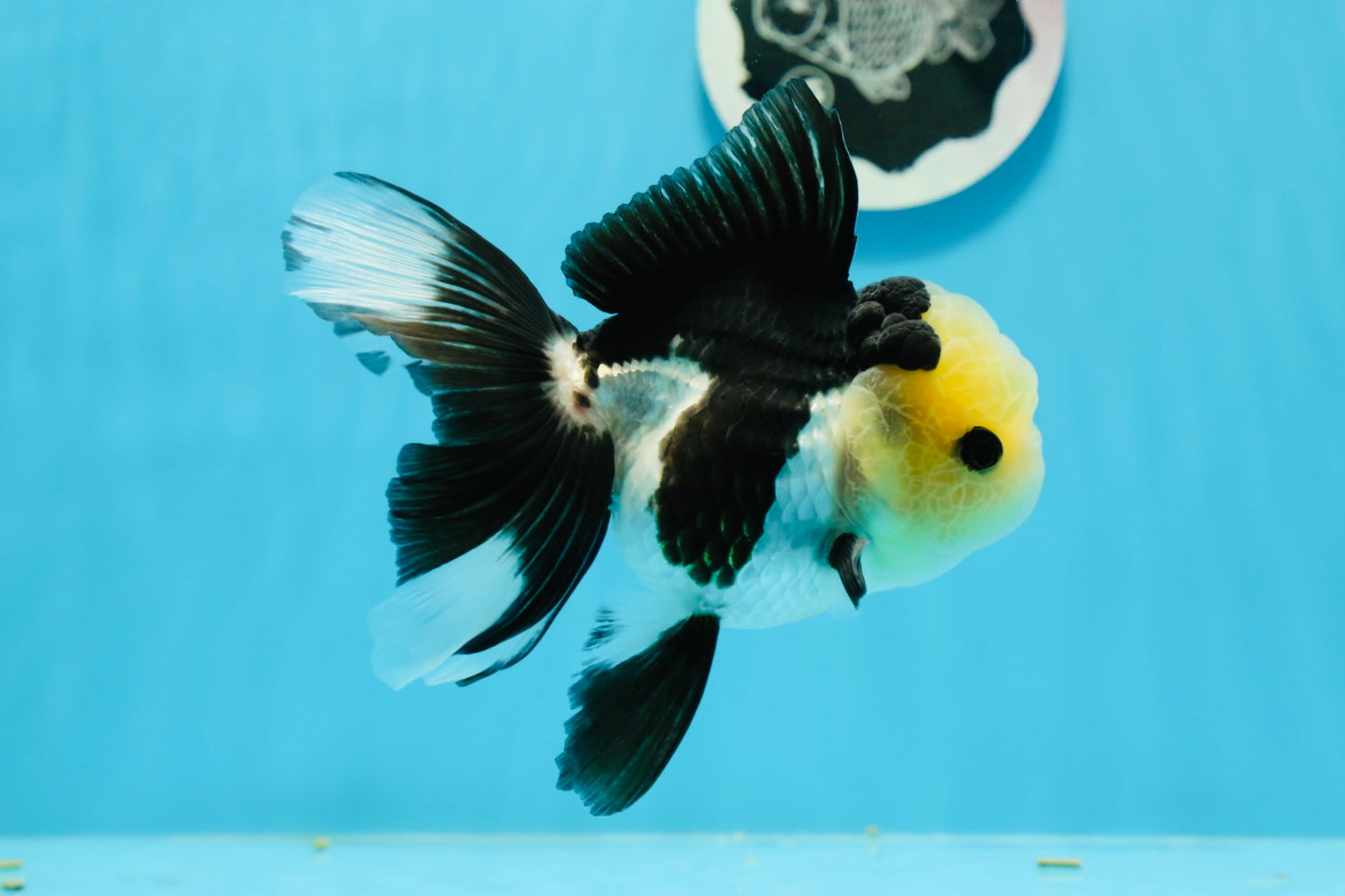 AAA Grade Panda Button Eyes Oranda Female 4.5-5 inches #0927OR_29