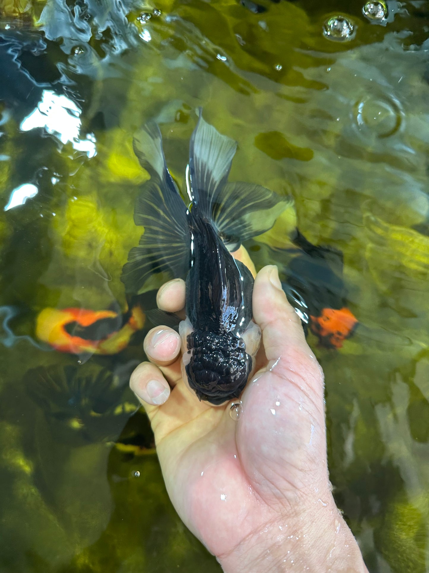 Panda Oranda Female 5.5 inches #100325OR_17