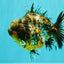 A Grade Kirin Yuanbao Male 5.5 inches #100926YB_02