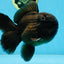 AAA Grade Godzilla Black Oranda Male 5.5 inches #100325OR_11