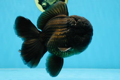 AAA Grade Godzilla Black Oranda Male 5.5 inches #100325OR_11
