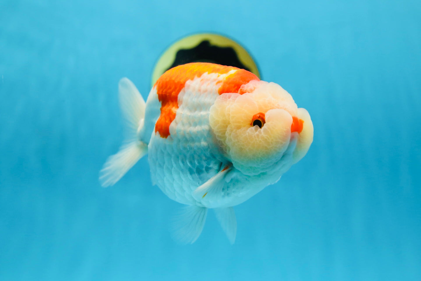 AAA Grade Super Red White LionKing 5.5 inches #080125LC_01