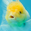 A Grade Snow White Oranda Female 5 inches #042525OR_03