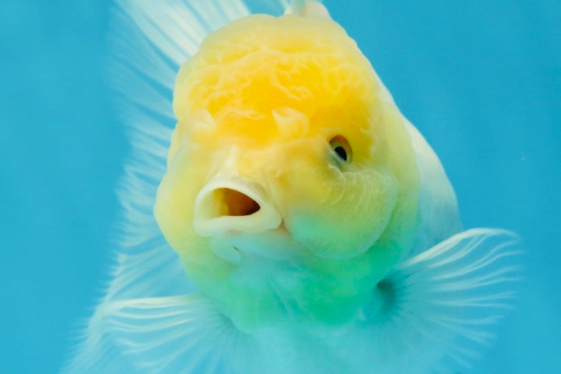 A Grade Snow White Oranda Female 5 inches #042525OR_03