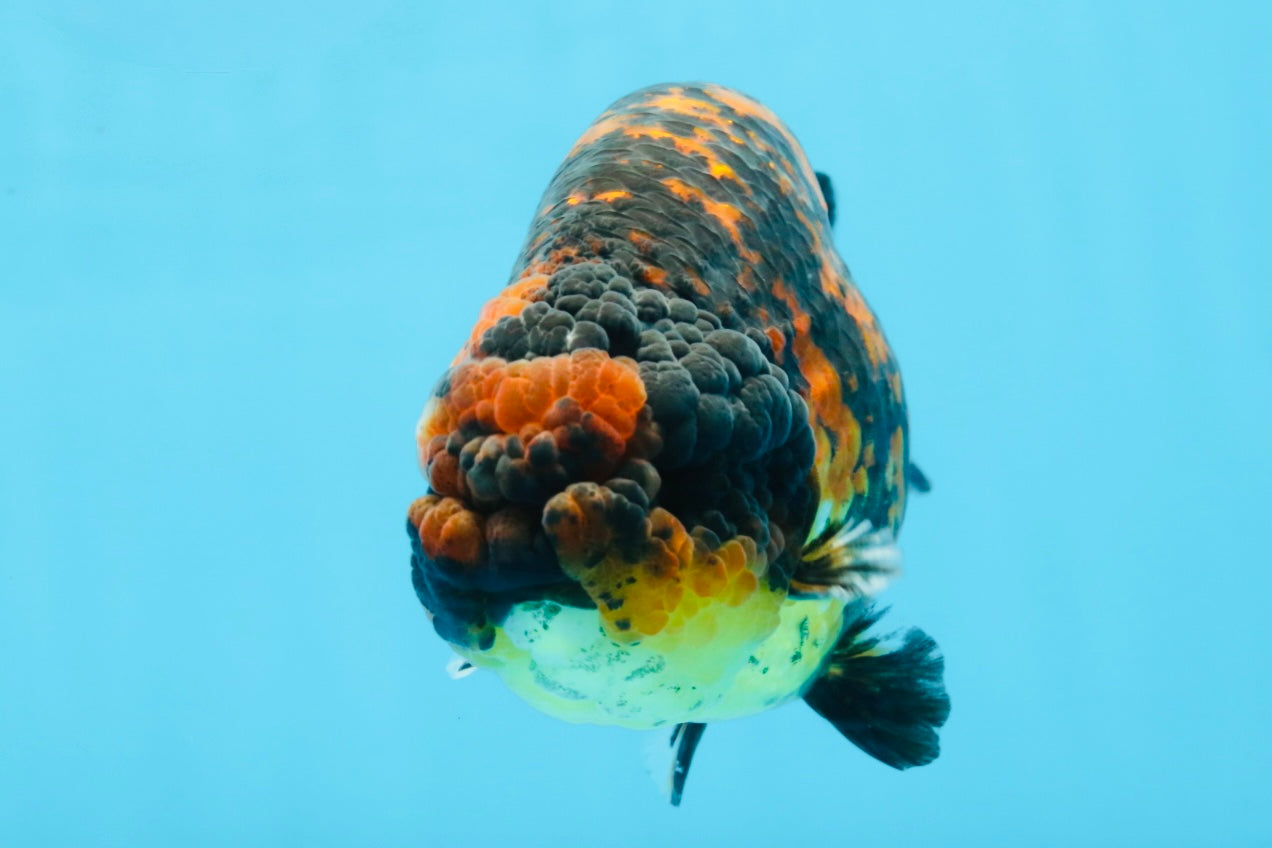 A Grade Tiger Strong Body Structure LionKing 5.5 inches #101725LC_22