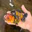AAA Grade Calico Tiger Chinese Ranchu Male 5 inches #101025RC_19