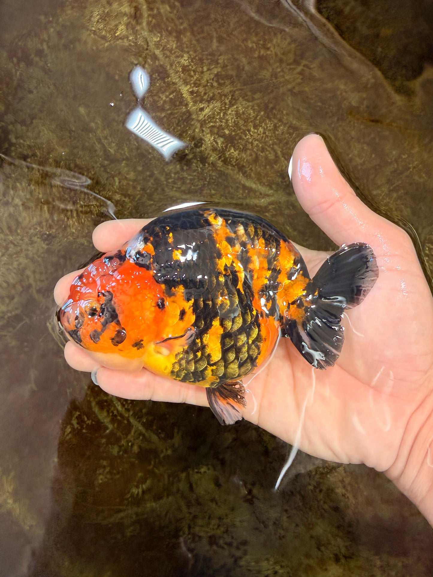 AAA Grade Calico Tiger Chinese Ranchu Male 5 inches #101025RC_19
