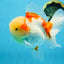 A Grade FLUFFY WEN Sakura Oranda Female 6  inches #091225OR_14