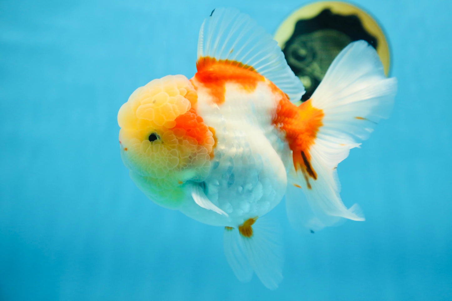 A Grade FLUFFY WEN Sakura Oranda Female 6  inches #091225OR_14