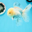 AAA Grade Panda Matte White Pompoms Oranda Male 4.5-5 inches #0503OR_12