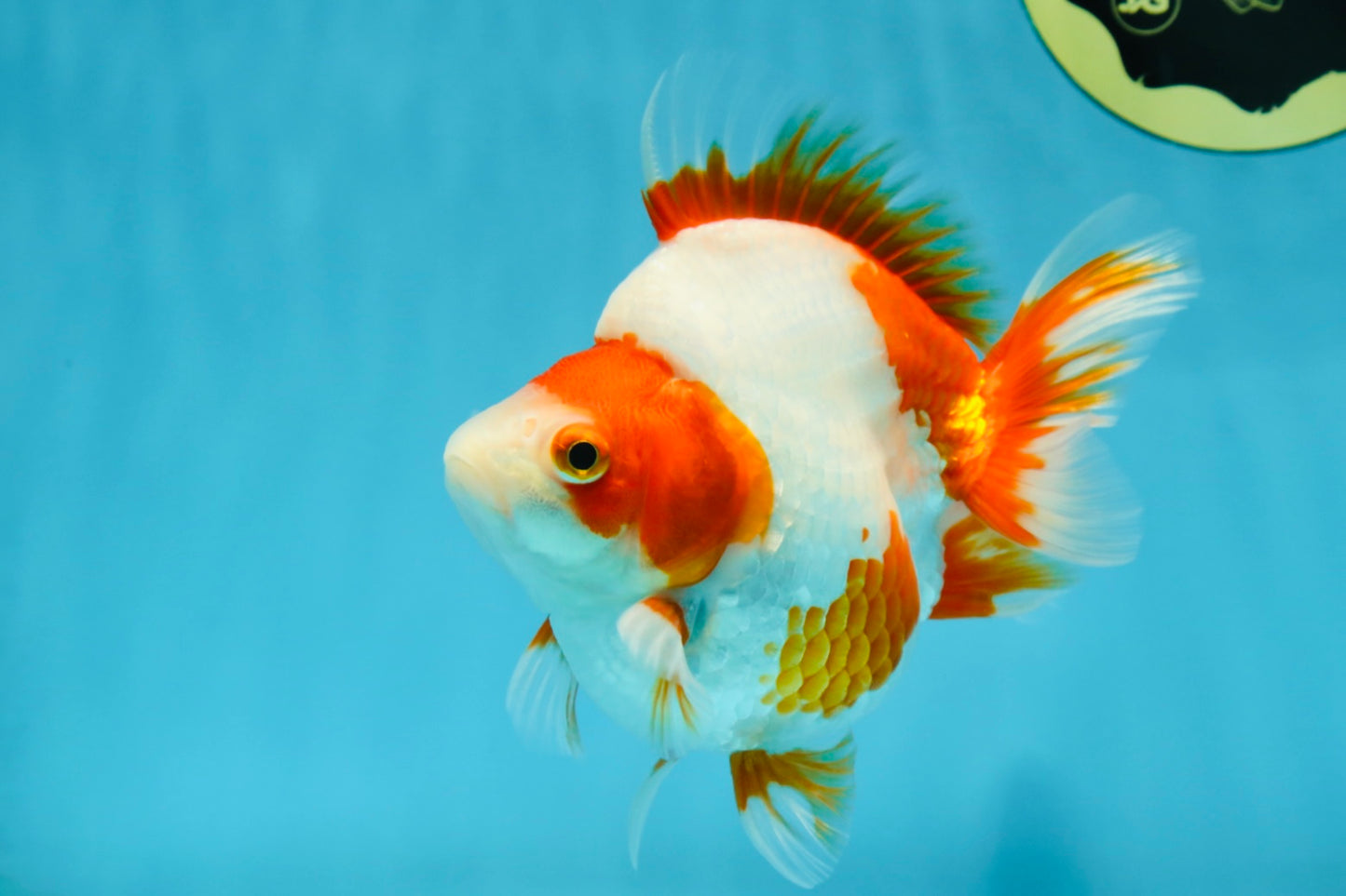 AAA Grade Red White Ryukin Female 5 inches #052325RK_23