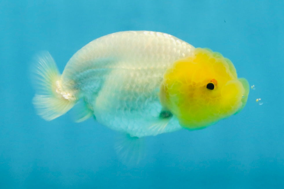 White Lionchu Female 3.5 inches #121225LC_13