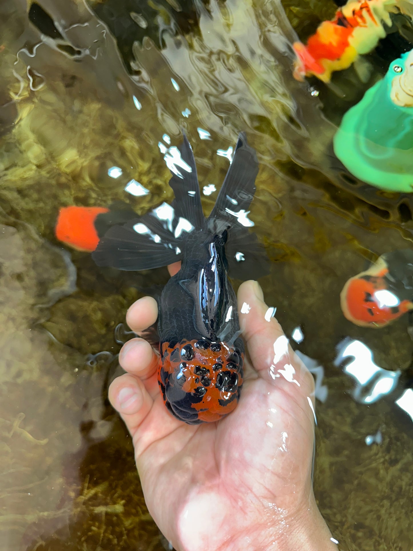 A Grade Apache Lava Head Oranda Male 5-5.5 inches #081525OR_25