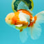A Grade Lipstick Red White Oranda Male 6 inches #100926OR_17
