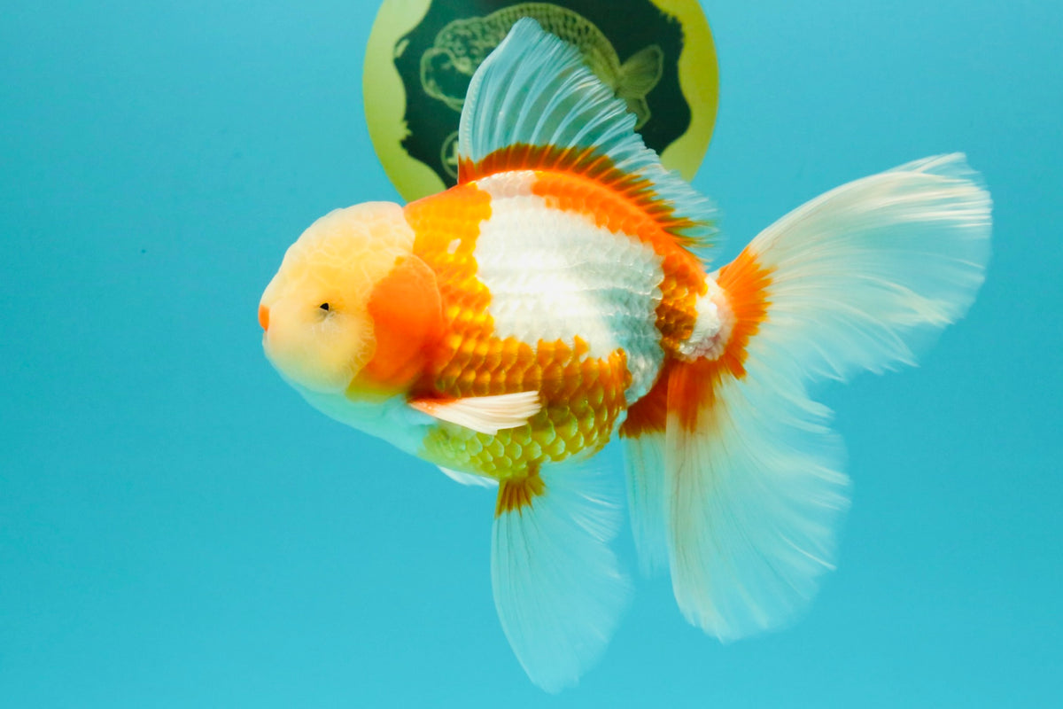 A Grade Lipstick Red White Oranda Male 6 inches #100926OR_17