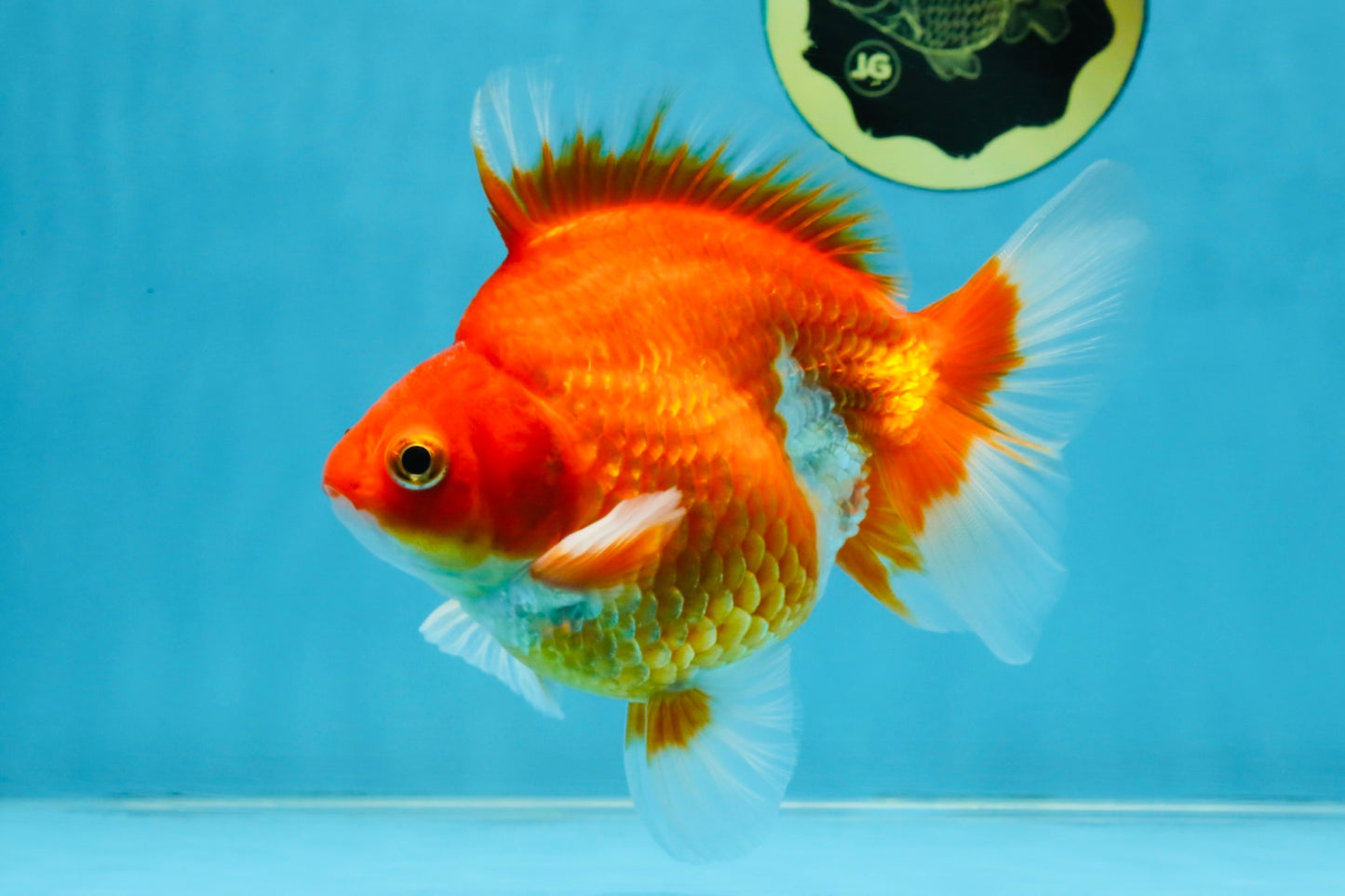 A Grade Red White Ryukin Male 5.5 inches #111425RK_13