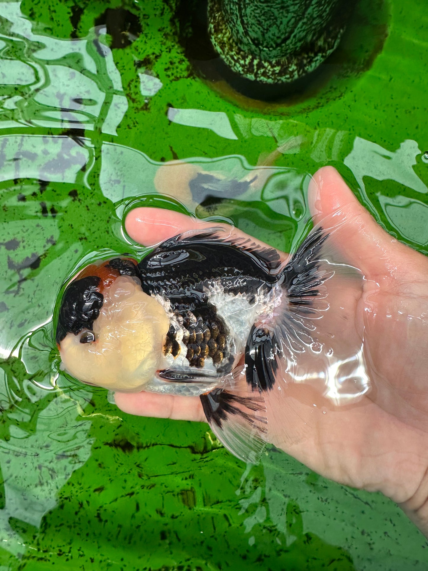 AAA Grade Tricolor Oranda Male 5 inches #0830OR_26