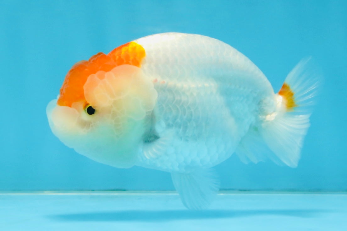 A Grade Red White LionQueen 4 inches #112125LC_13