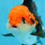 A Grade Tricolor Oranda Female 5-5.5 inches #080825OR_12