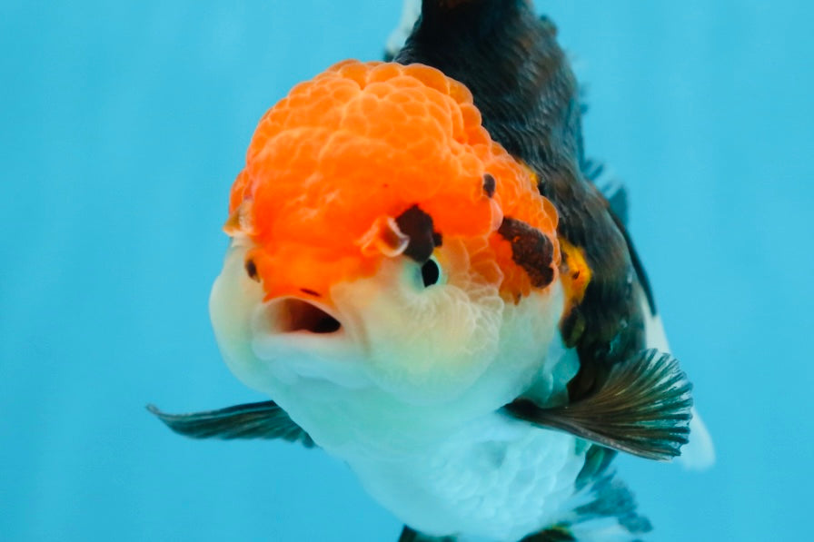 A Grade Tricolor Oranda Female 5-5.5 inches #080825OR_12