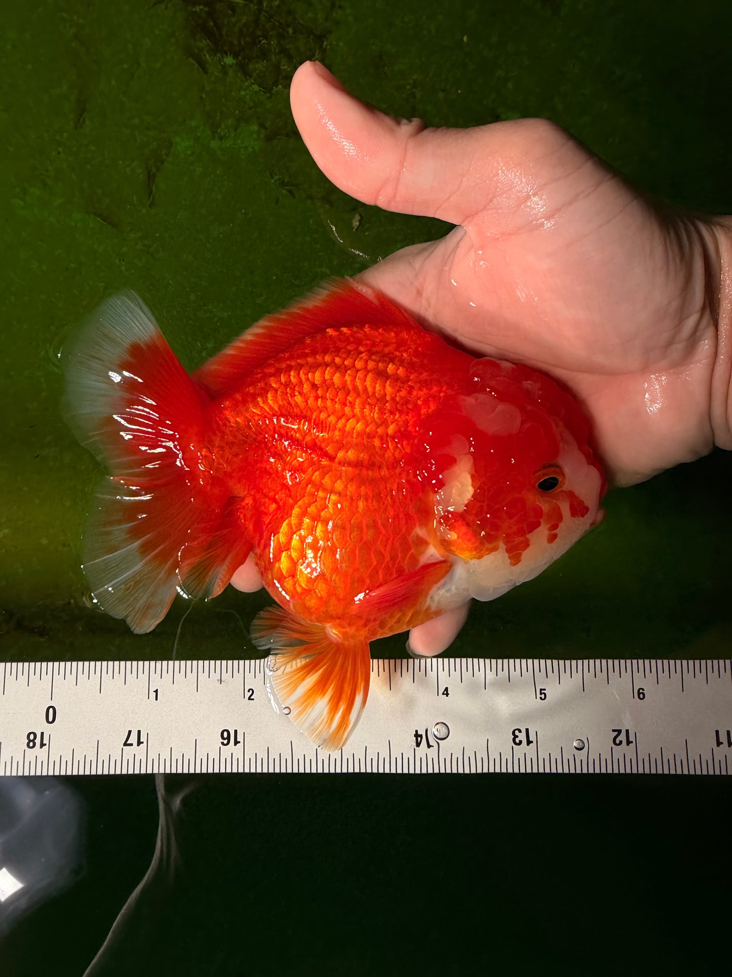 CHUBBY AAA Grade Red White Yuanbao Female 5.5 inches #041026YB_23