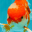 A Grade Red White Oranda Male 5.5  inches #073126OR_10