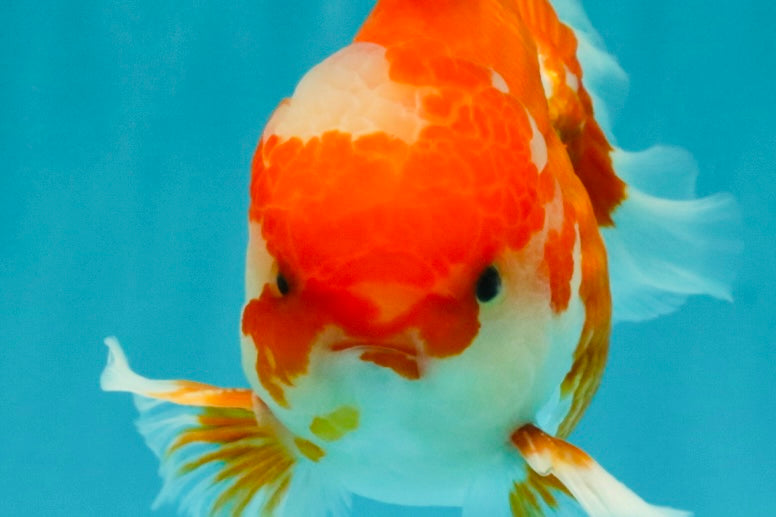 A Grade Red White Oranda Male 5.5  inches #073126OR_10