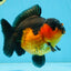 A Grade Apache Yuanbao Male 5 inches #101025YB_26