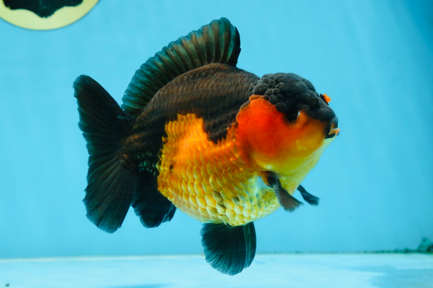 A Grade Apache Yuanbao Male 5 inches #101025YB_26