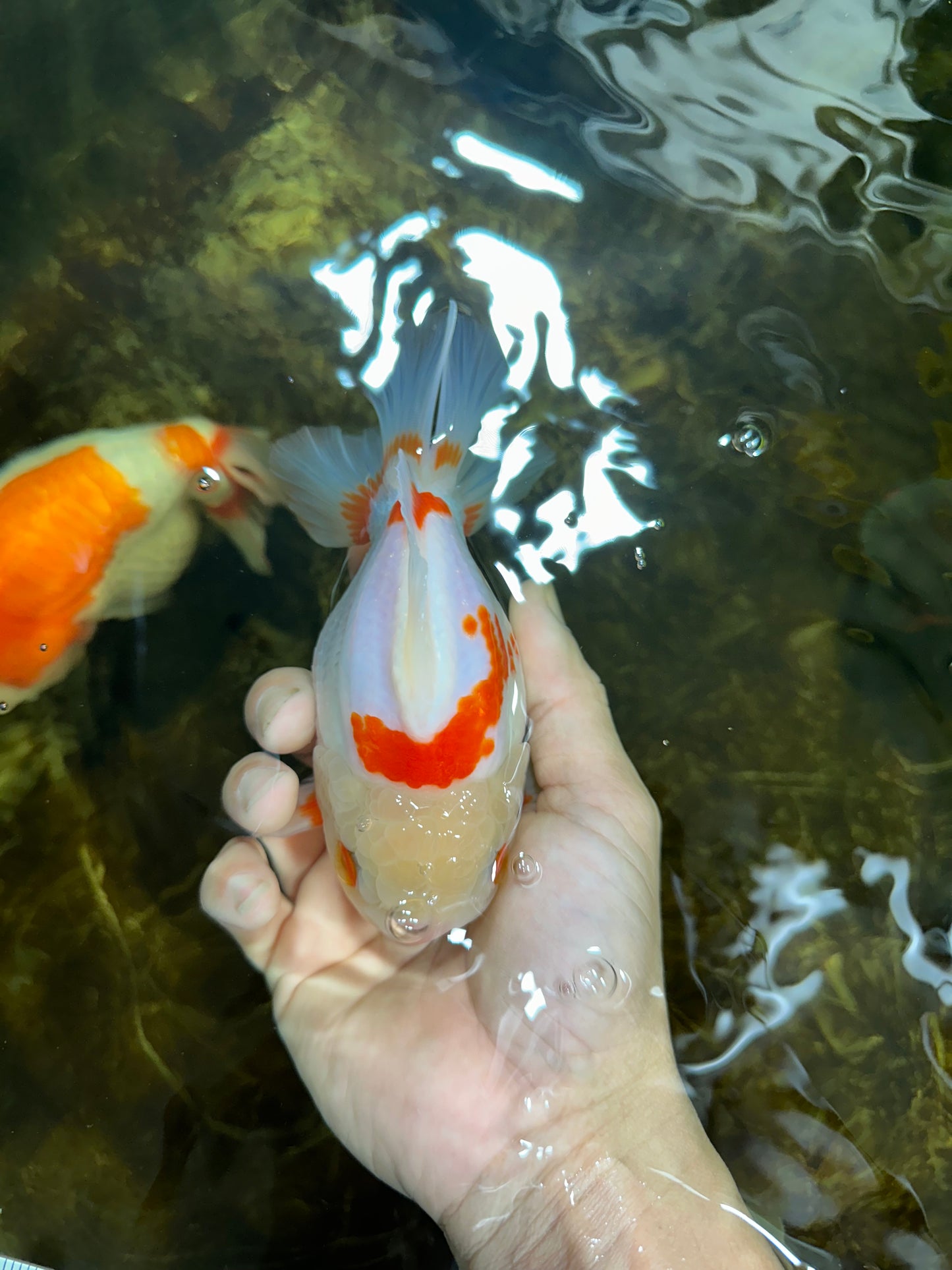A Grade SUPER CUTE Red White Yuanbao Male 5 inches #090525YB_06