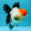 Tricolor Oranda Female 5-5.5 inches #041026OR_06