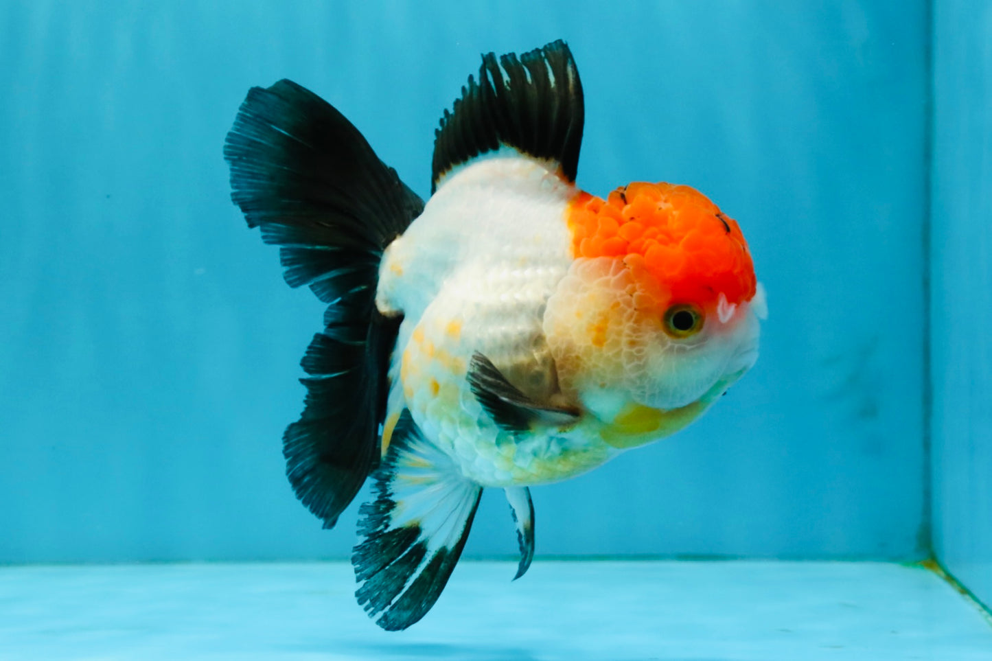 Tricolor Oranda Female 5-5.5 inches #041026OR_06