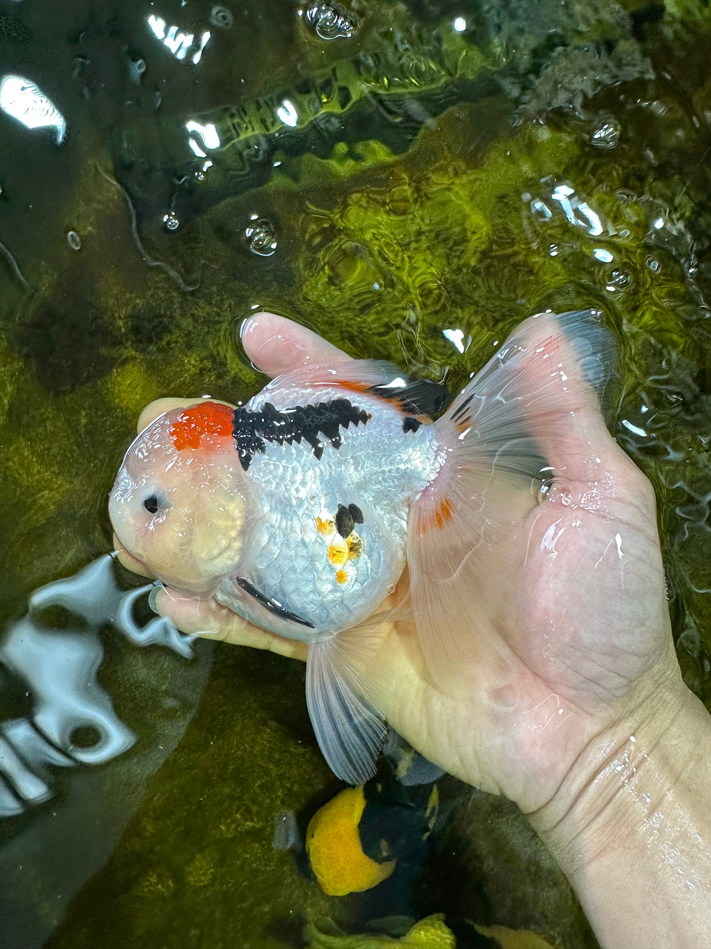 A Grade BEAUTY Tricolor Oranda Female 5.5-6 inches #072525OR_07