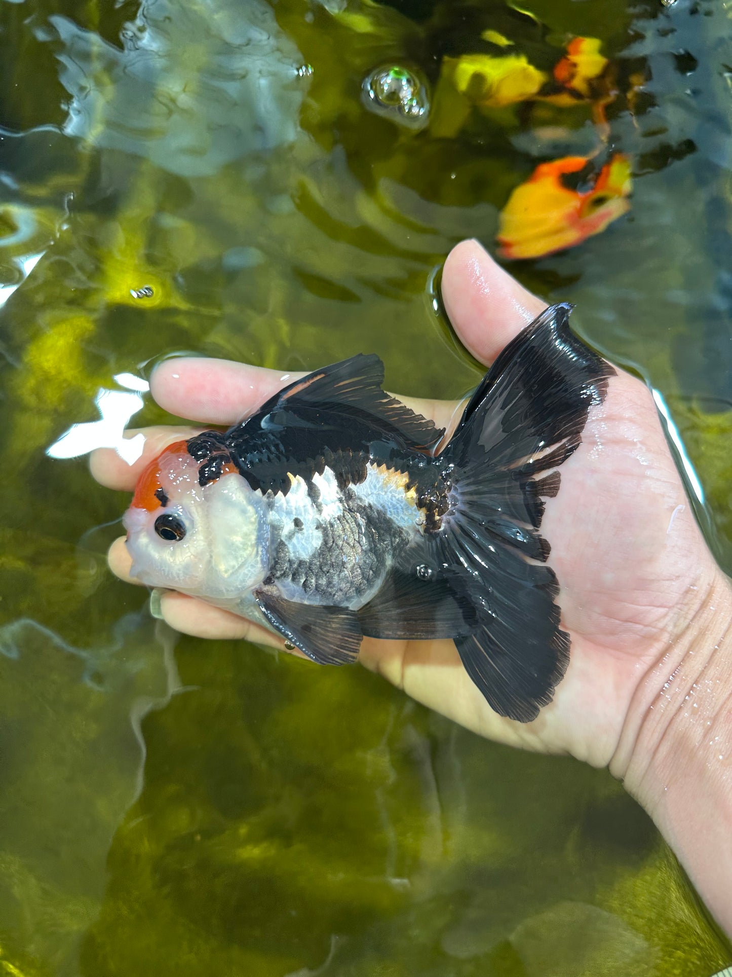 A Grade Tricolor Oranda Male 5 inches #100325OR_20
