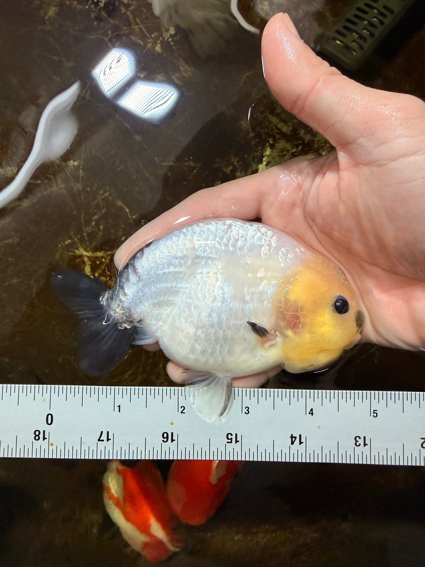A Grade Chinese Cow Ranchu Male 4.5-5 inches #110725RC_13
